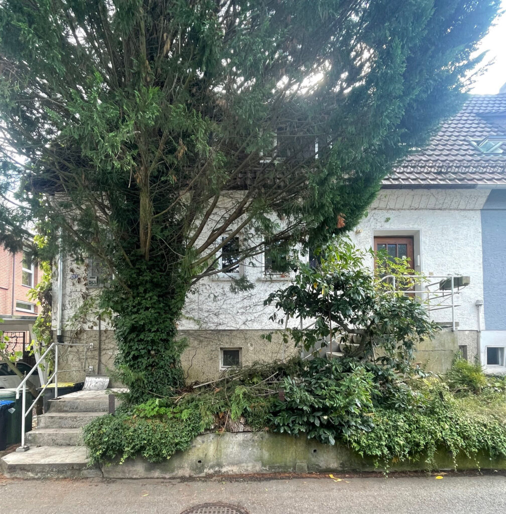Haus von Vorne gesehen mit großem Baum davon